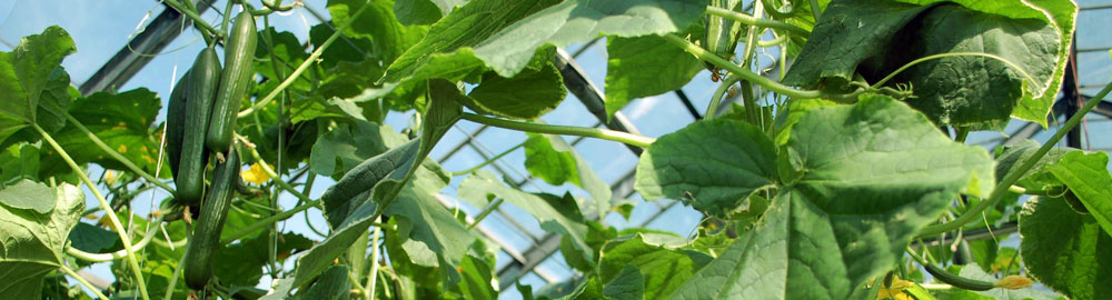 zakład ogrodniczy nasiona pomidorów ogórków szklarniowych papryki hurt Polska