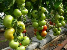 zakład ogrodniczy nasiona pomidorów ogórków szklarniowych papryki hurt Polska